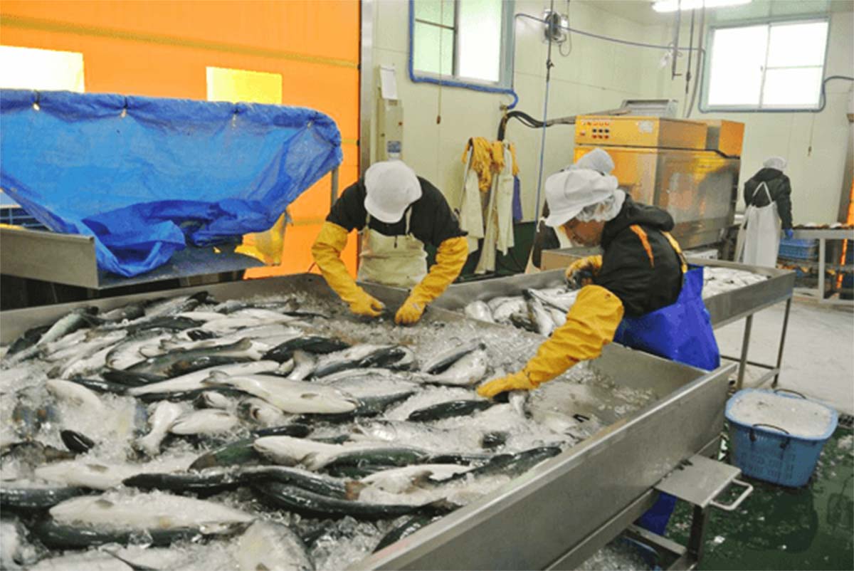 “浜から食卓まで”